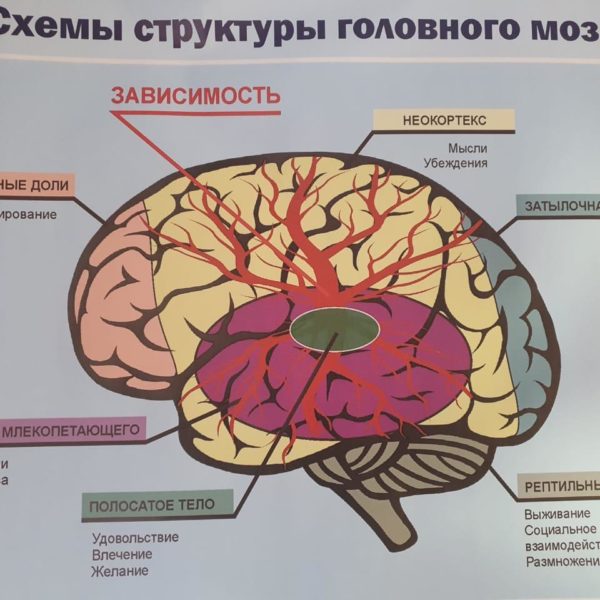 Схемы головного мозга при употреблении наркотиков